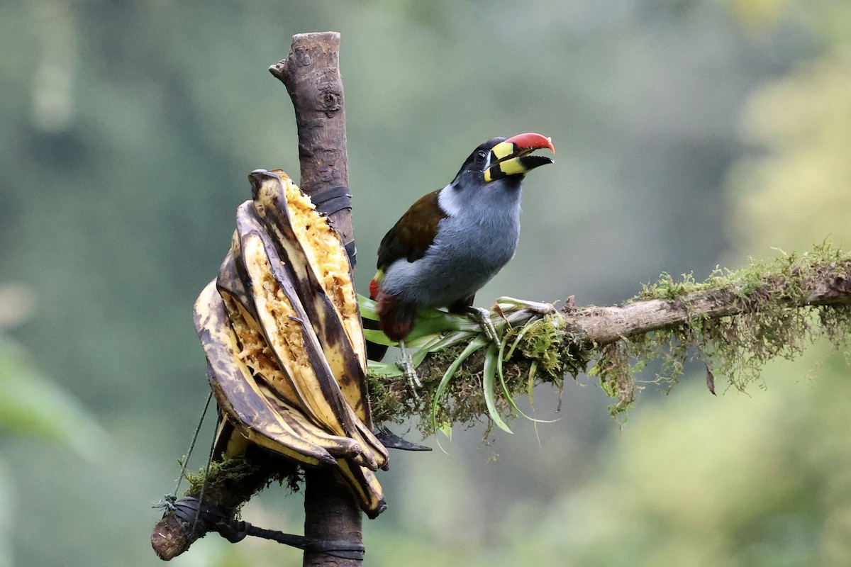 Gray-breasted Mountain-Toucan - ML640665623