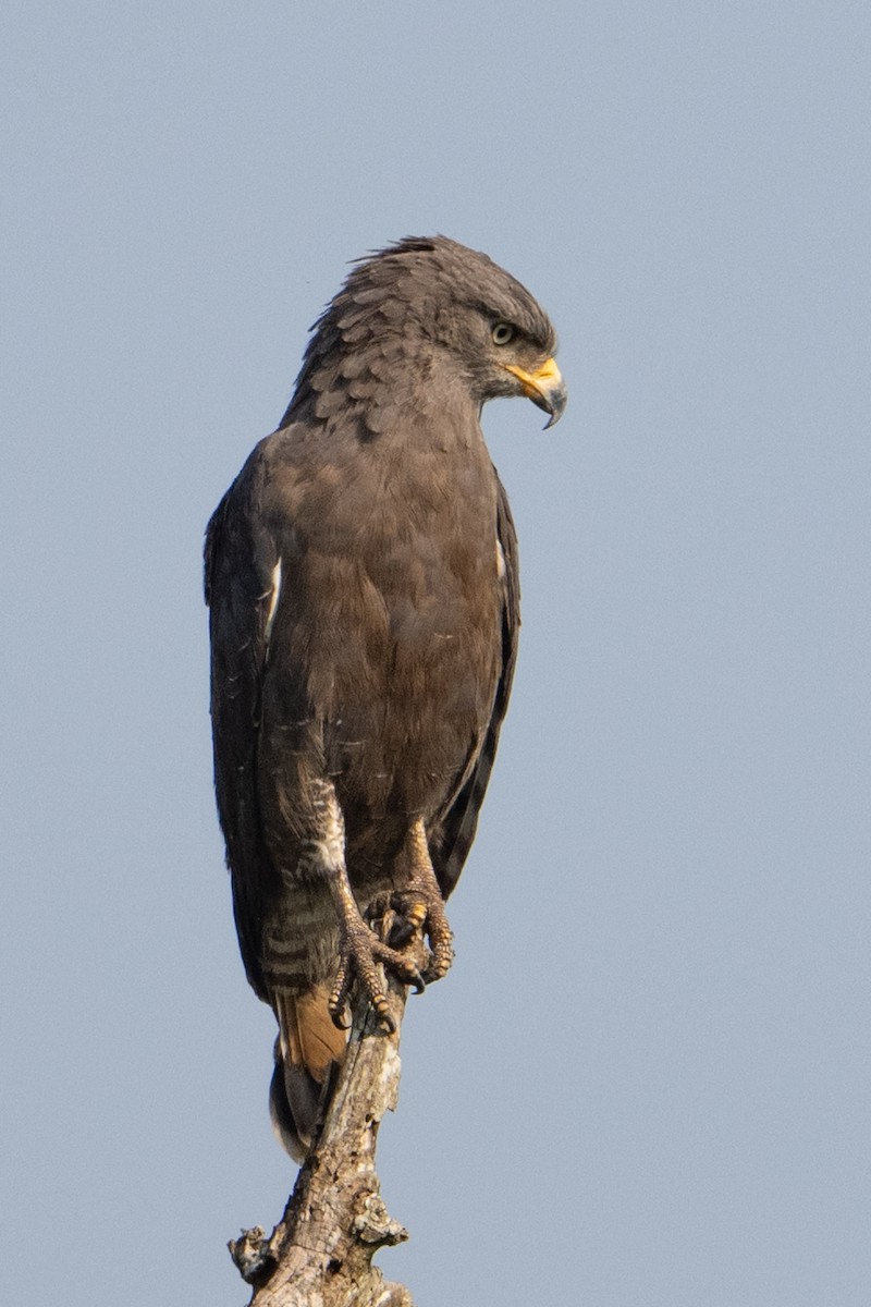Western Banded Snake-Eagle - ML640665659