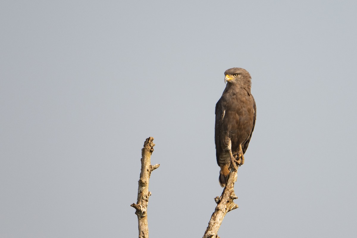 Western Banded Snake-Eagle - ML640665663