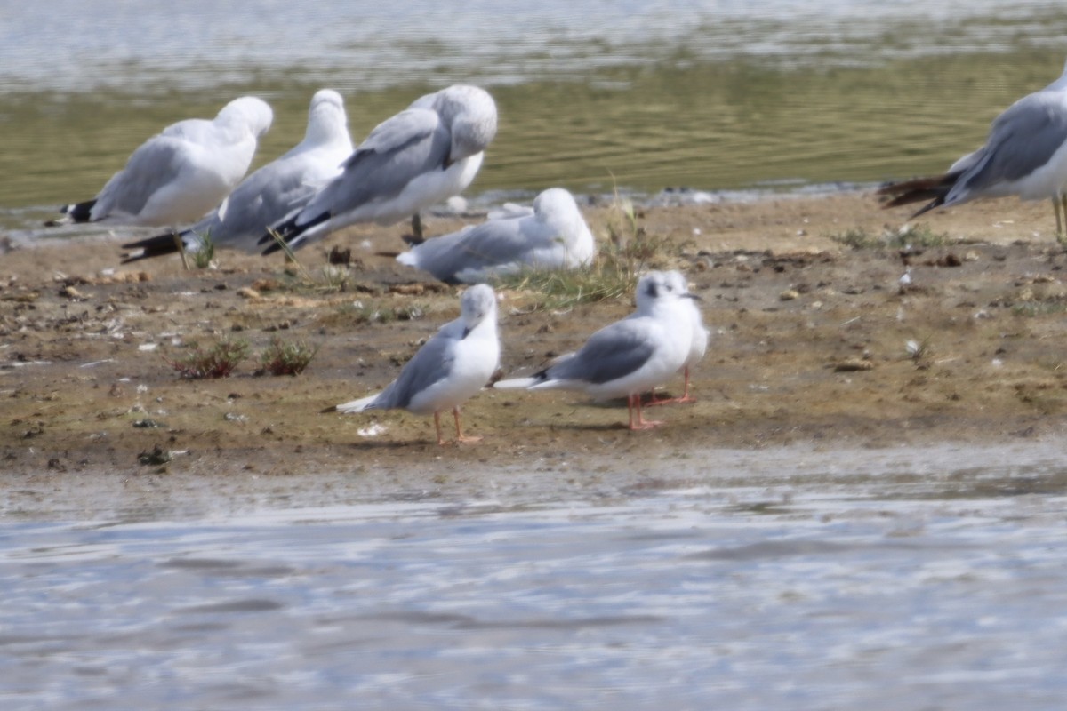 Bonaparte's Gull - ML640665667