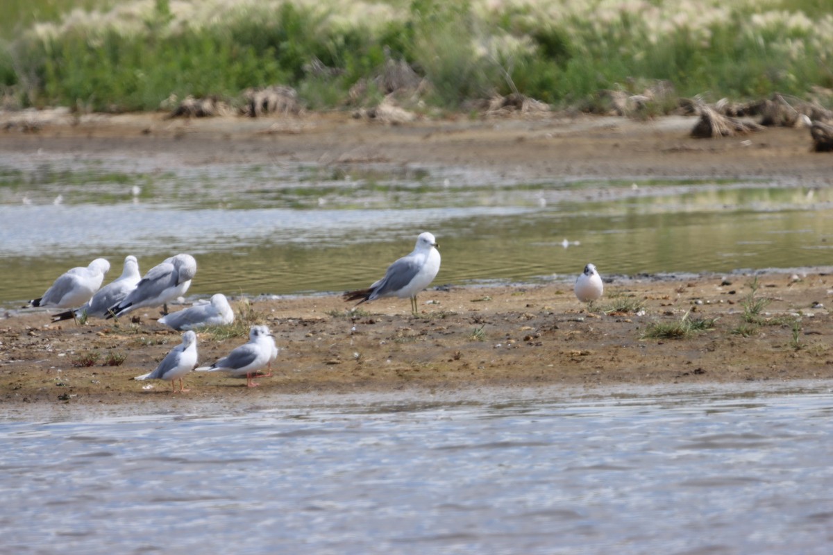 Ring-billed Gull - ML640665678