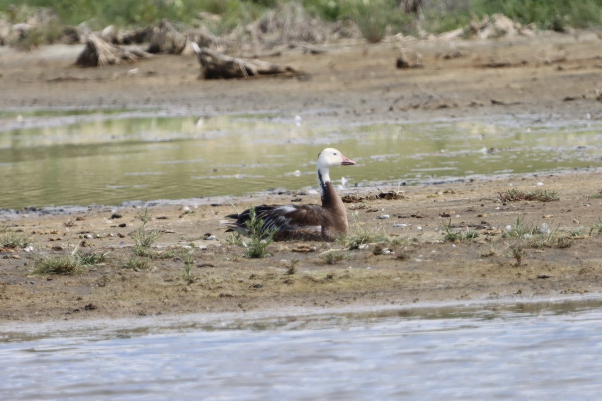 Snow Goose - ML640665695