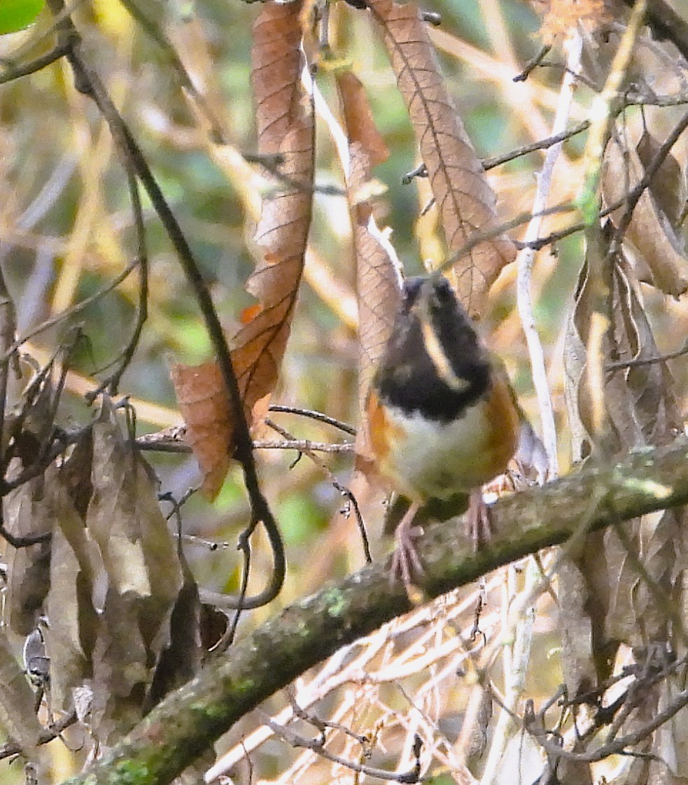 Spotted Towhee - ML640665717