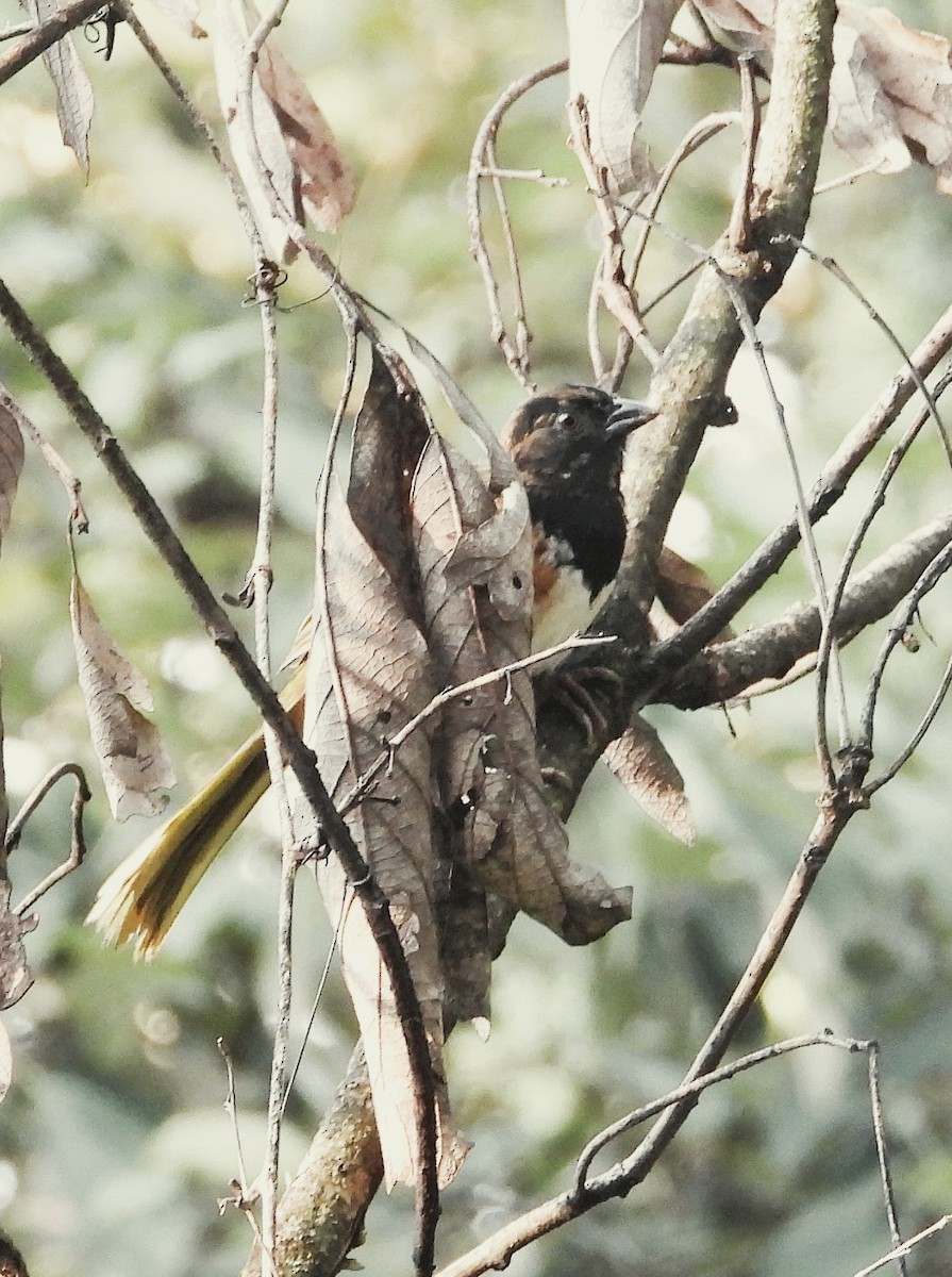 Spotted Towhee - ML640665718