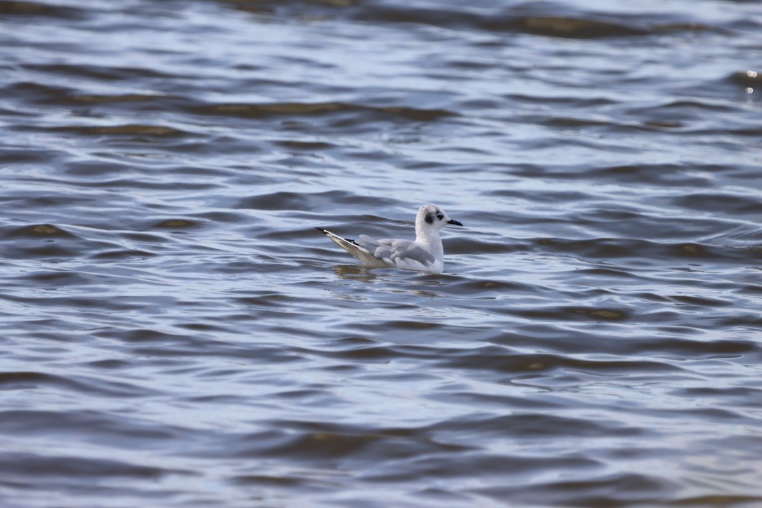 Bonaparte's Gull - ML640665726