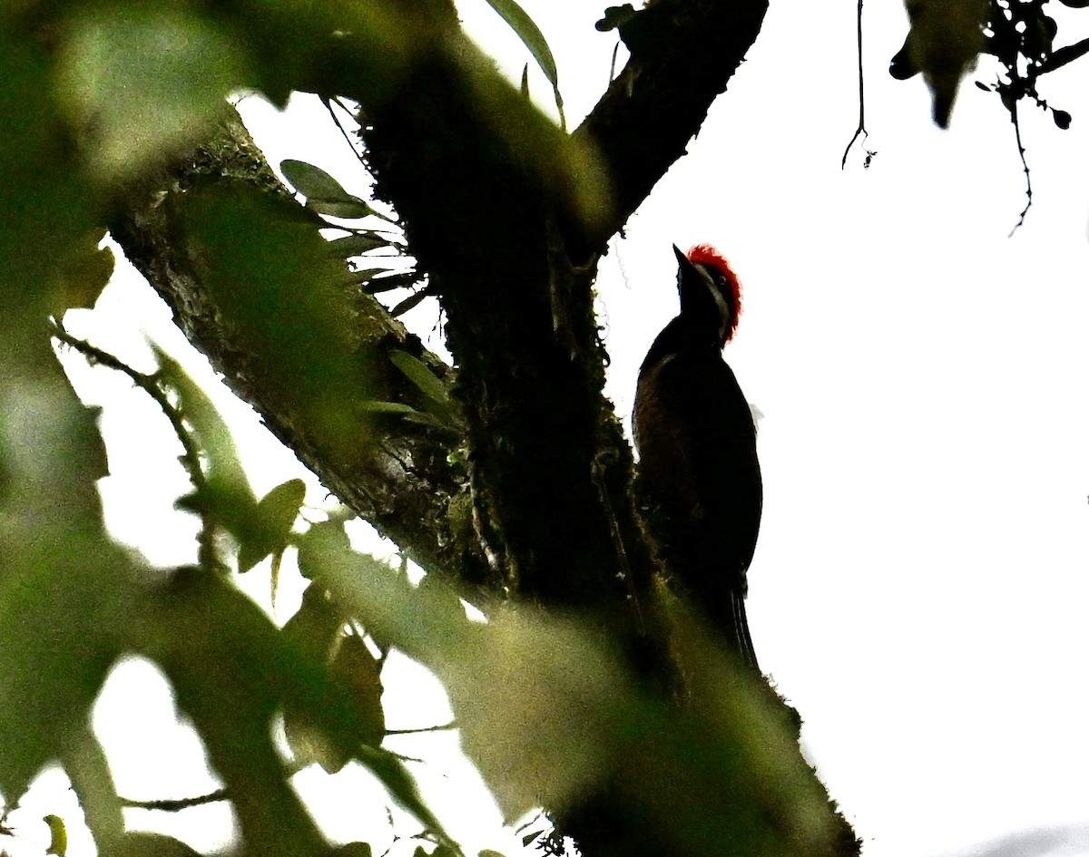 Powerful Woodpecker - ML640665754
