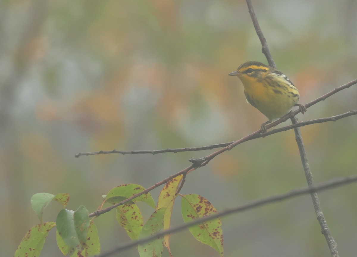 Paruline à gorge orangée - ML640665768