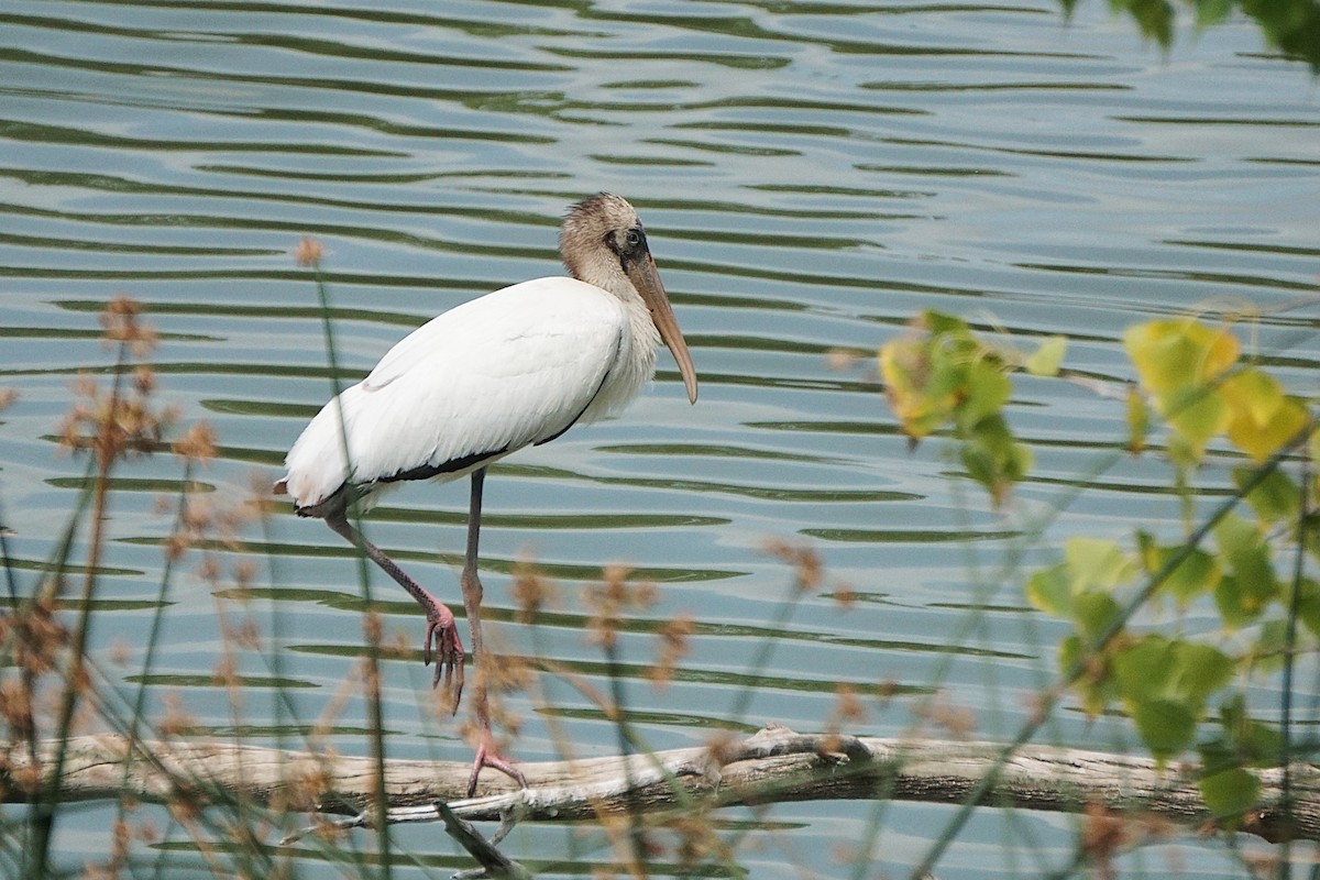 Wood Stork - ML640665770