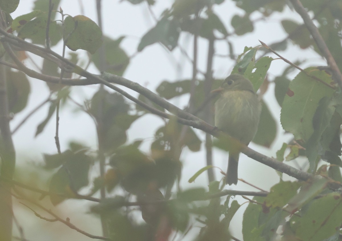 Moucherolle à ventre jaune - ML640665777