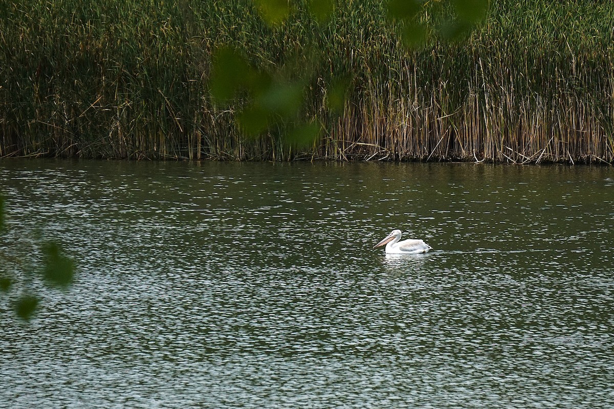 American White Pelican - ML640665781