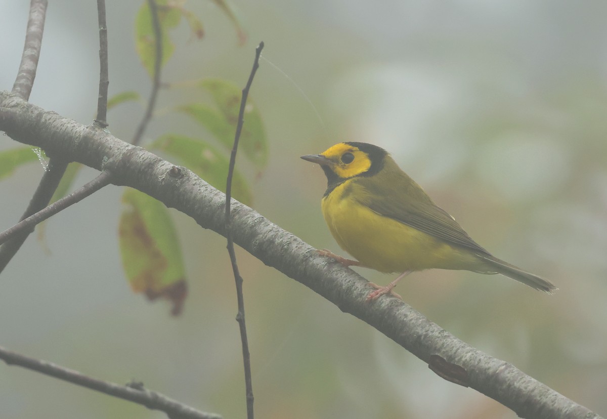 Paruline à capuchon - ML640665782