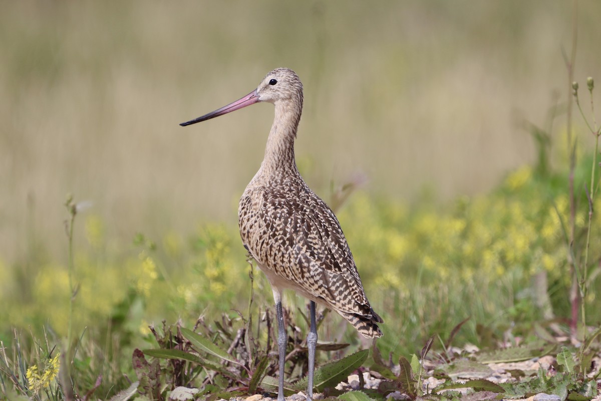 Marbled Godwit - ML640665827