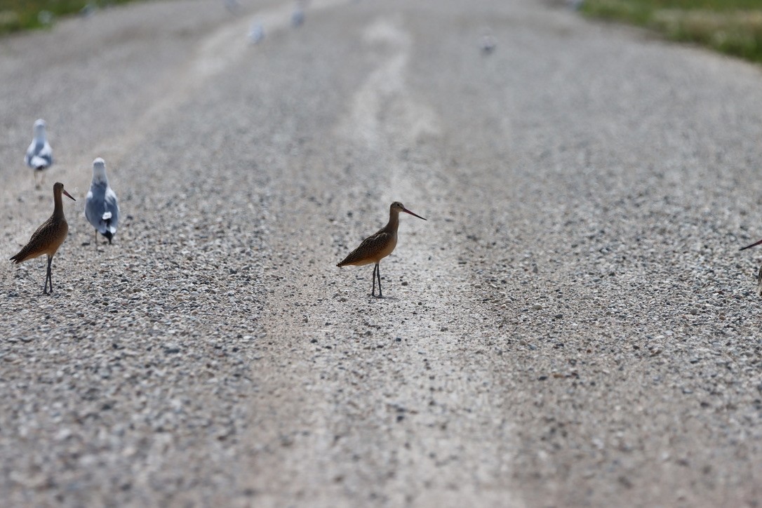 Marbled Godwit - ML640665841