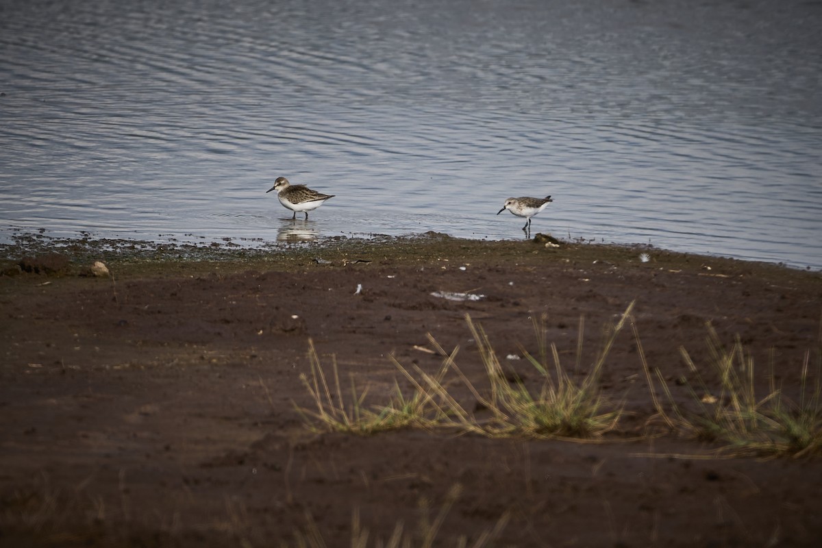 Semipalmated Sandpiper - ML640665852