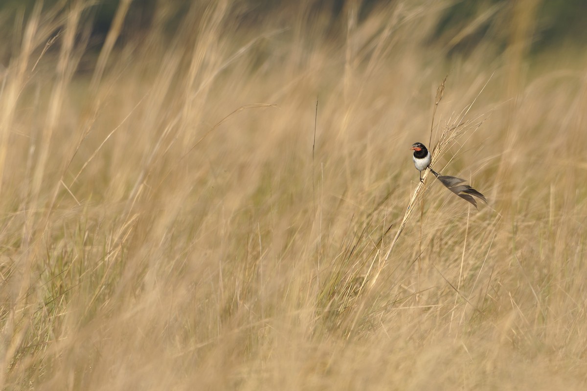 Strange-tailed Tyrant - ML640665914