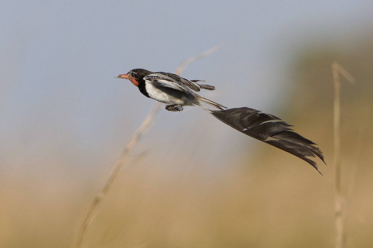 Strange-tailed Tyrant - ML640665921