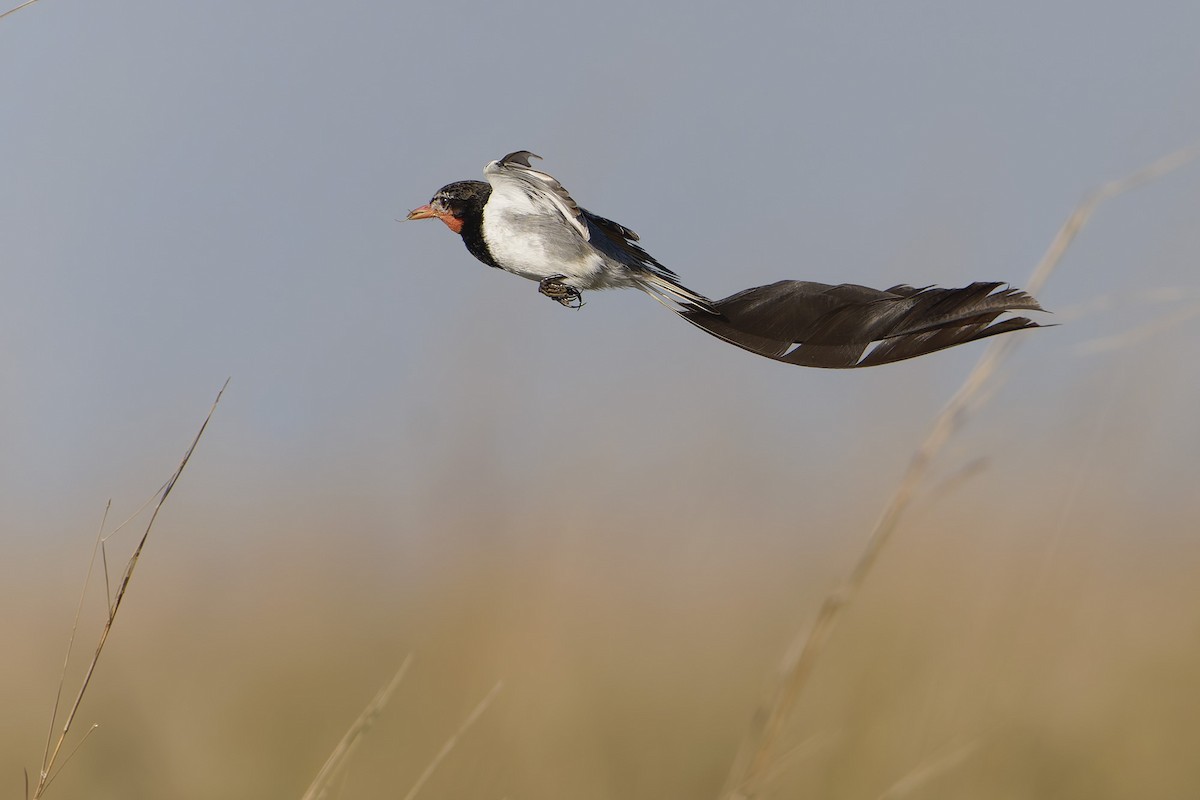Strange-tailed Tyrant - ML640665929