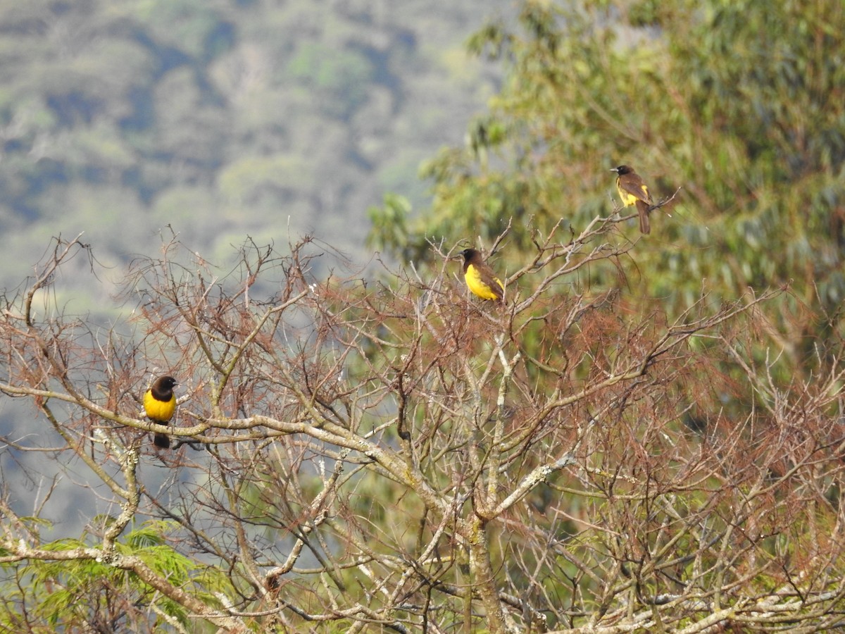 Yellow-rumped Marshbird - ML640665995