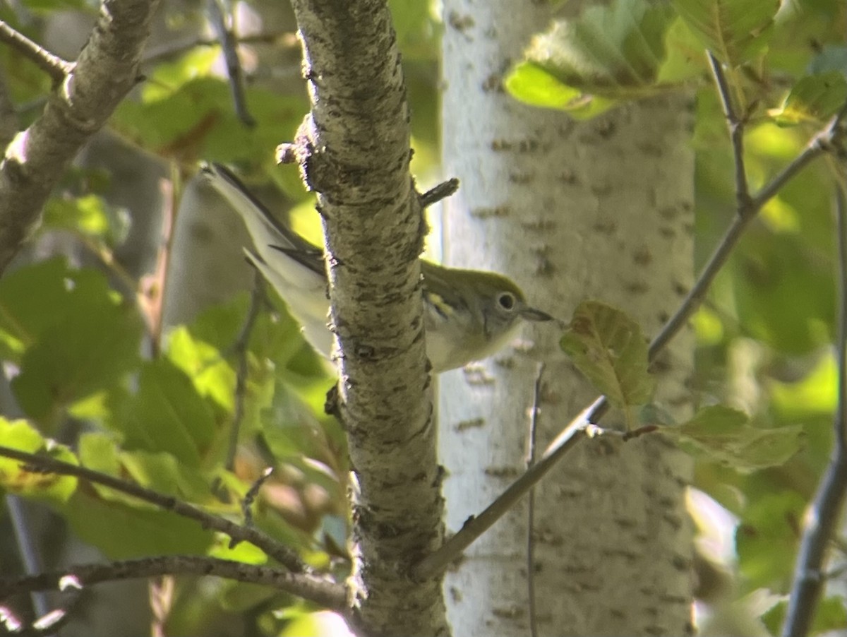 Chestnut-sided Warbler - ML640666033