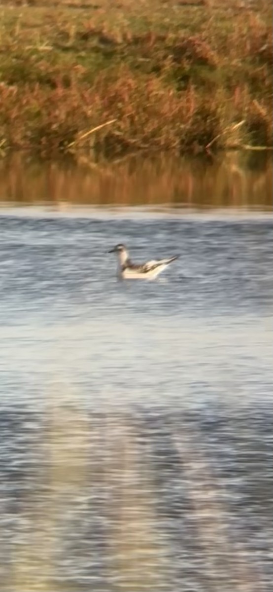 Little Gull - ML640666067