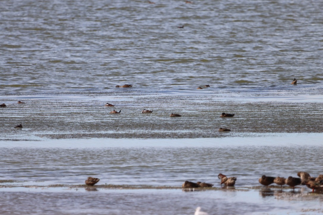 Ruddy Duck - ML640666119
