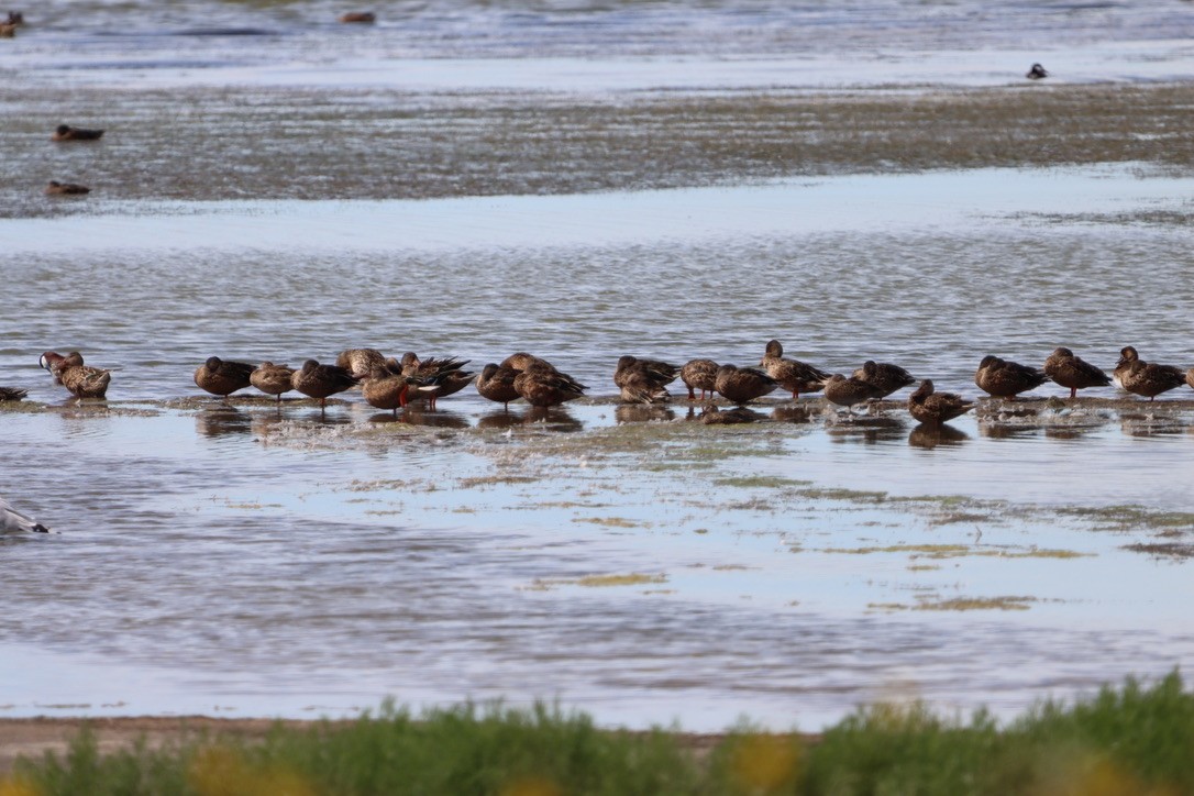 Northern Shoveler - ML640666145