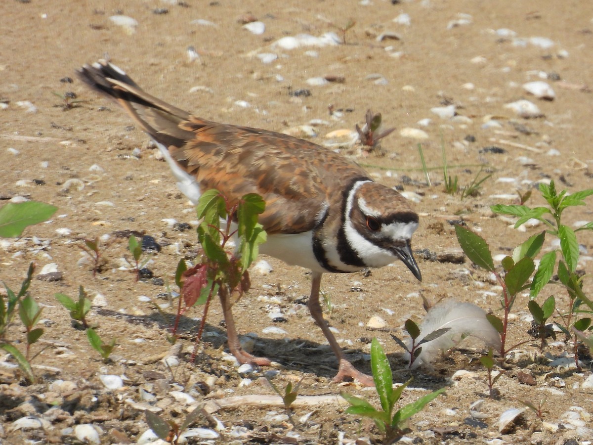 Killdeer - ML640666148