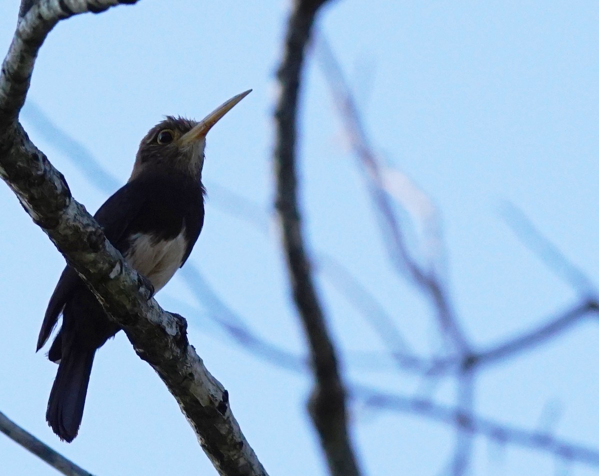 Brown Jacamar - ML640666289