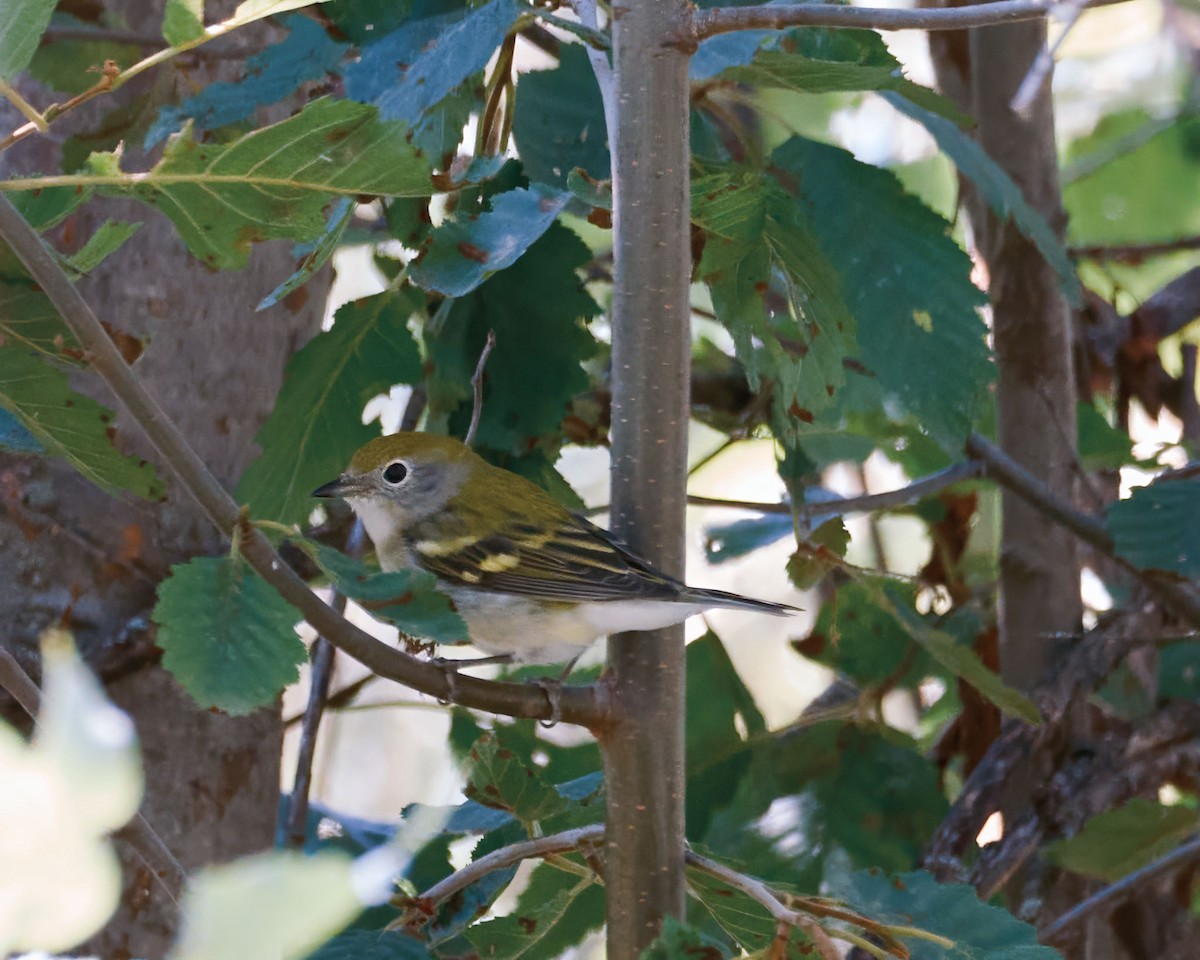 Chestnut-sided Warbler - ML640666313