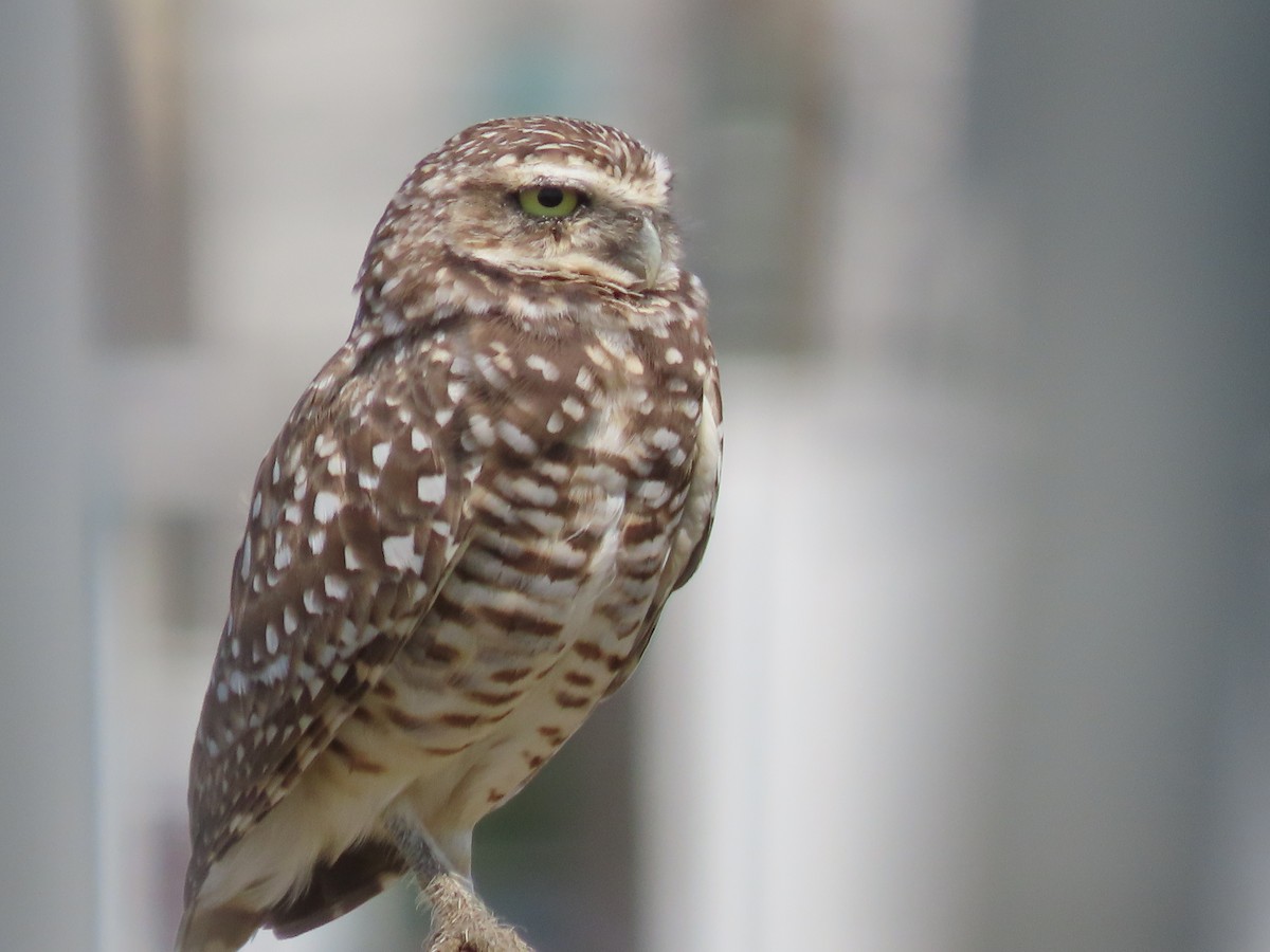 Burrowing Owl - ML640666314