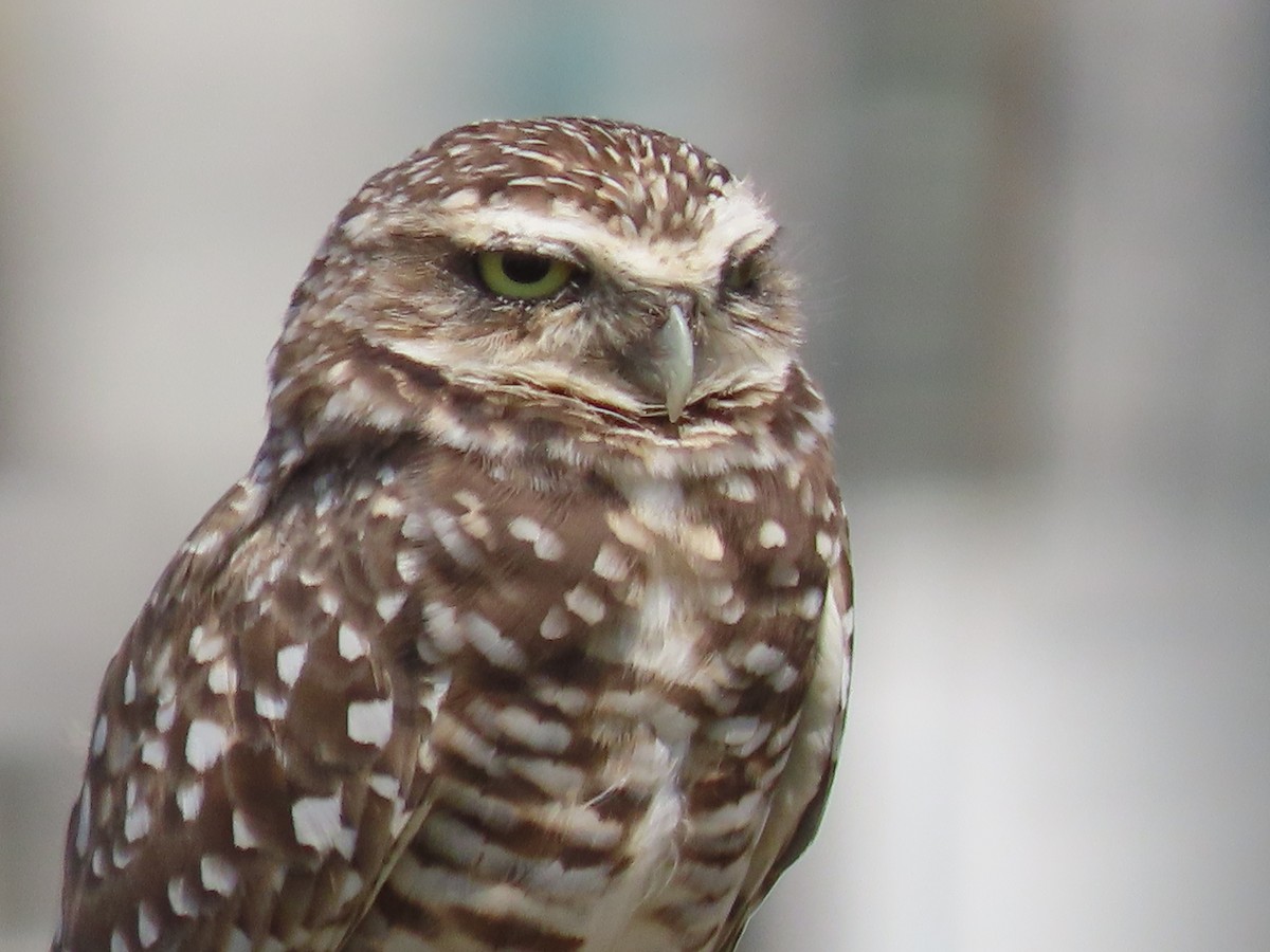 Burrowing Owl - ML640666315