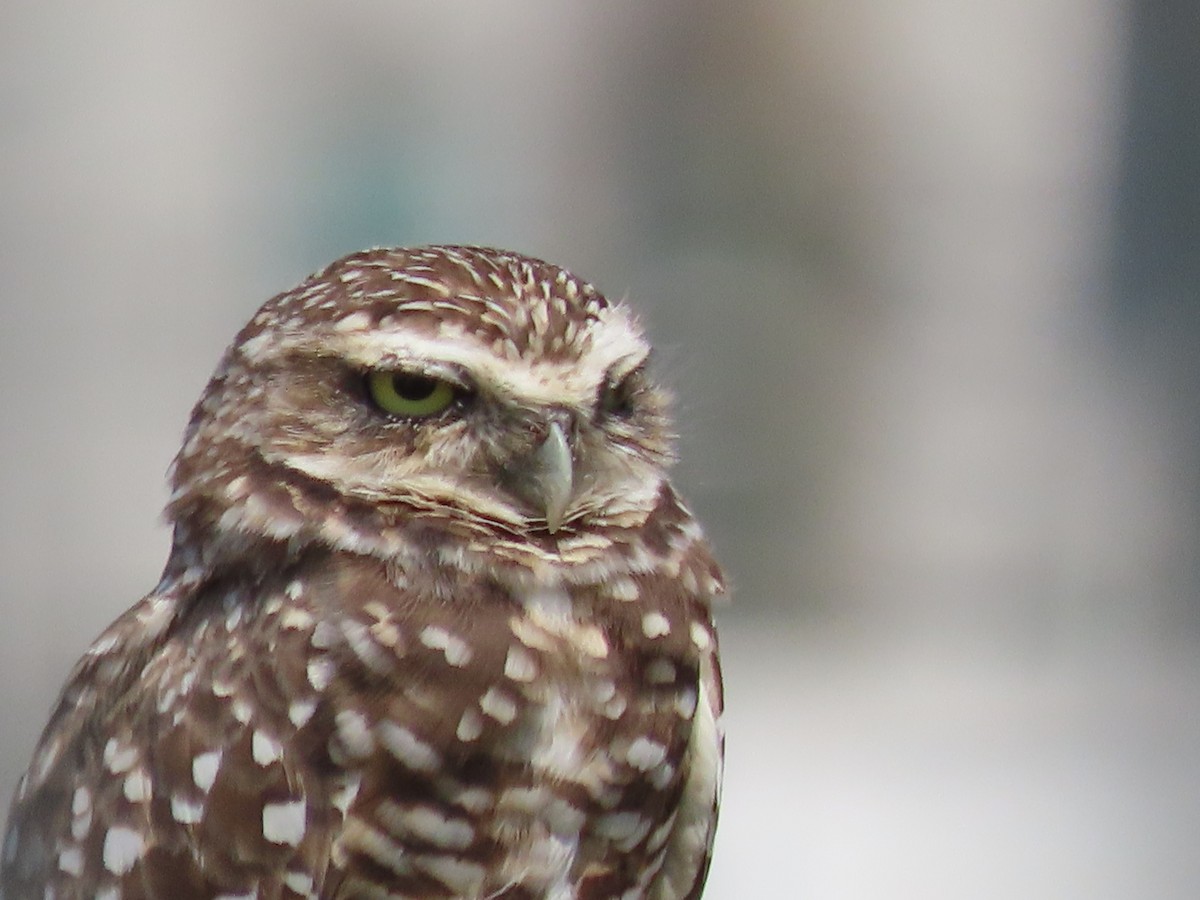 Burrowing Owl - ML640666316