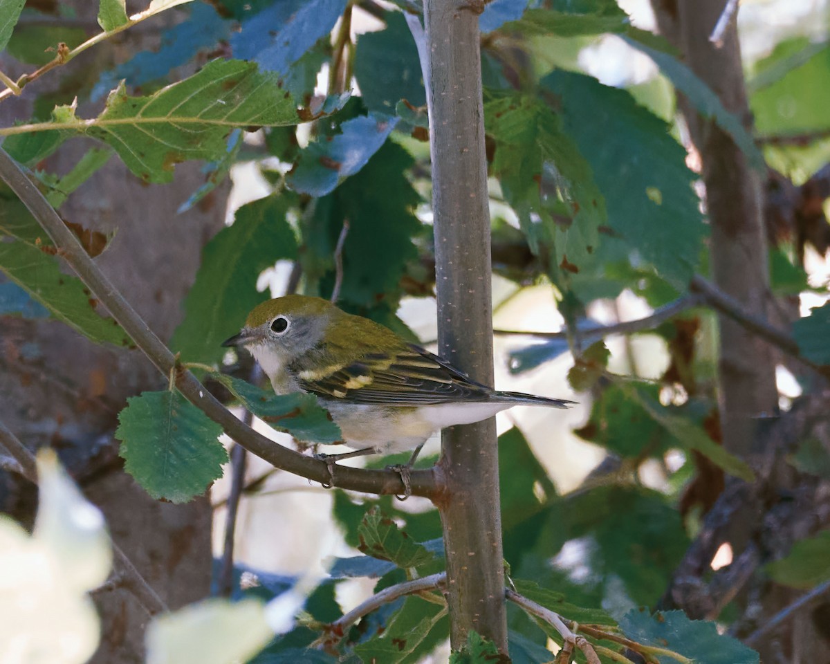Chestnut-sided Warbler - ML640666335