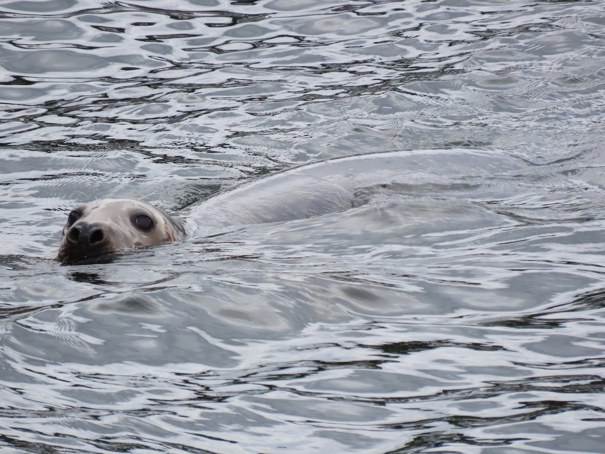 Animals - ML640666337