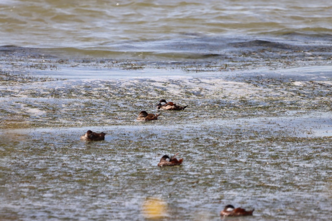 Ruddy Duck - ML640666338