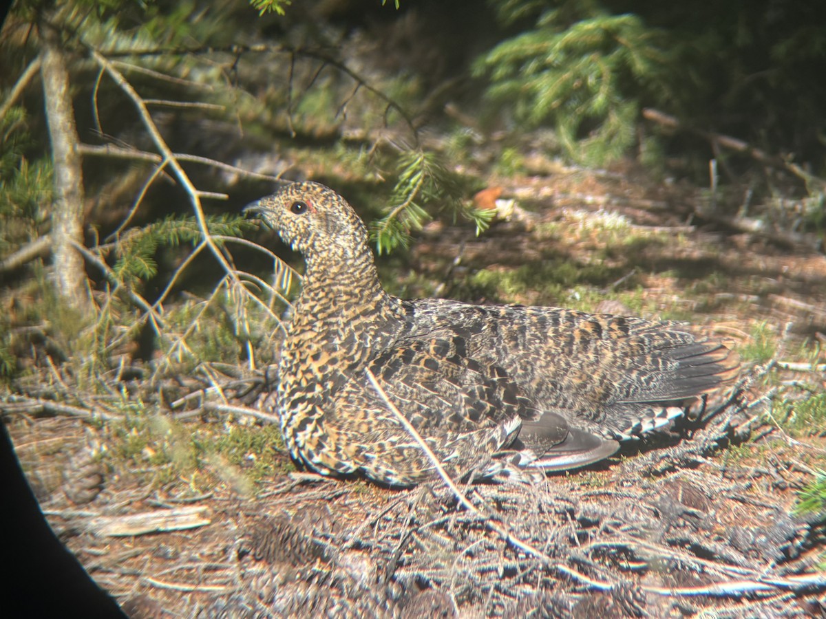 Spruce Grouse - ML640666342