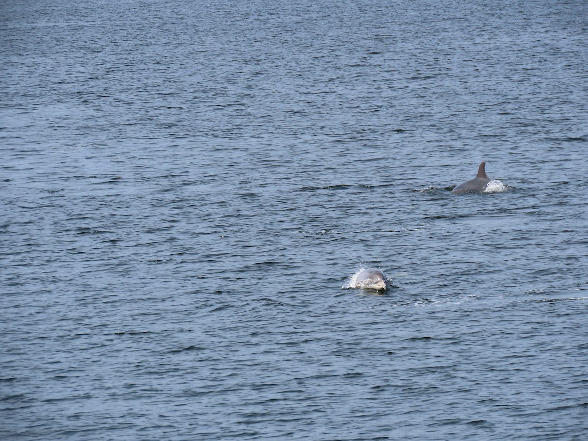 Animals - ML640666343