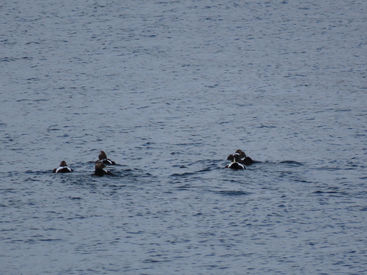 Common Eider - ML640666352