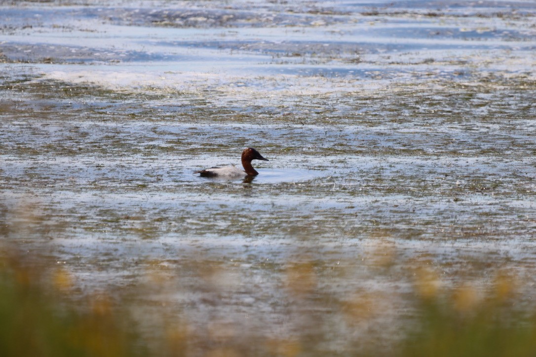 Canvasback - ML640666353