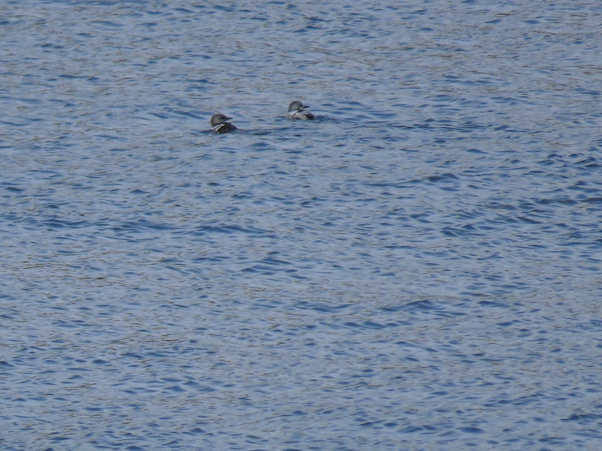 Black Guillemot - ML640666377