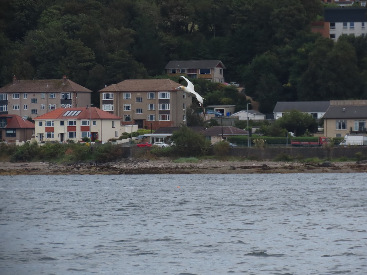 Northern Gannet - ML640666405