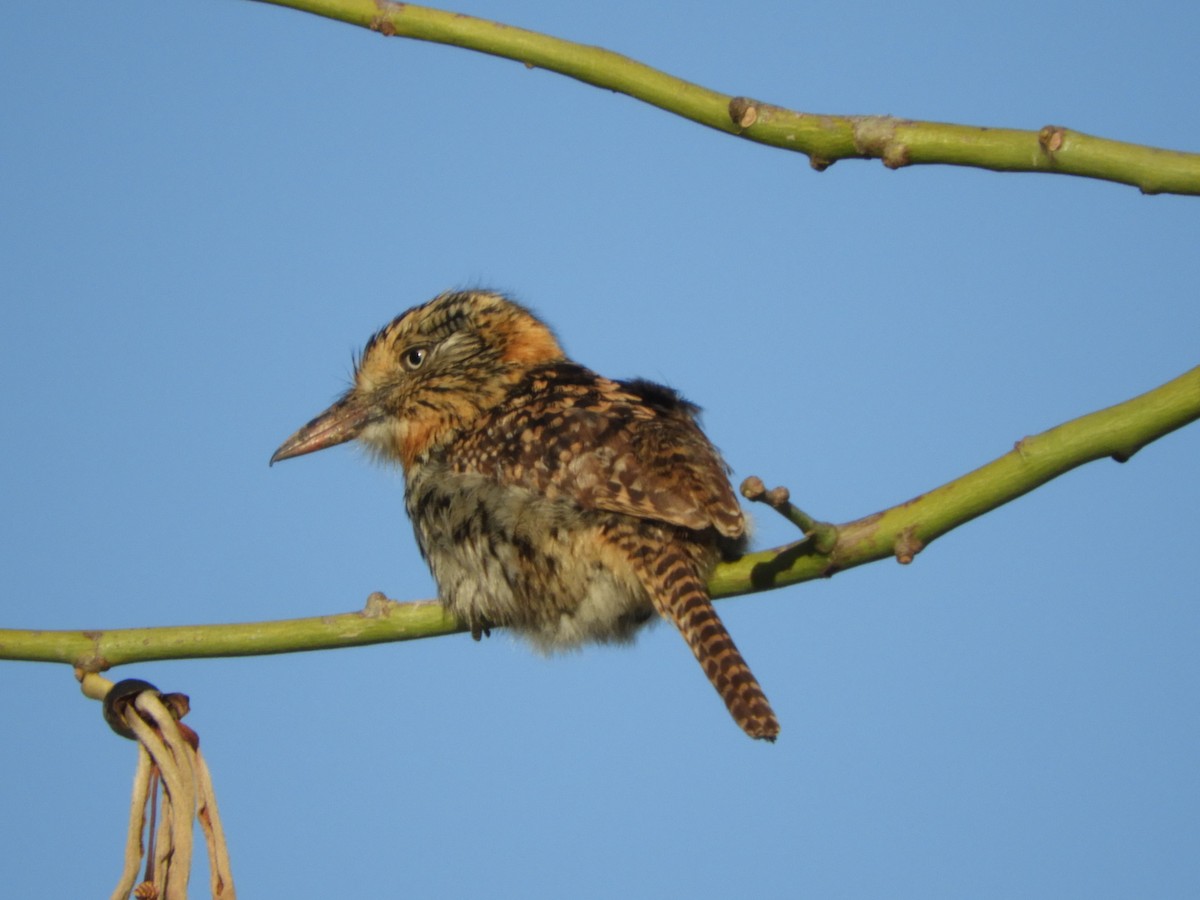 Spot-backed Puffbird - ML640666431