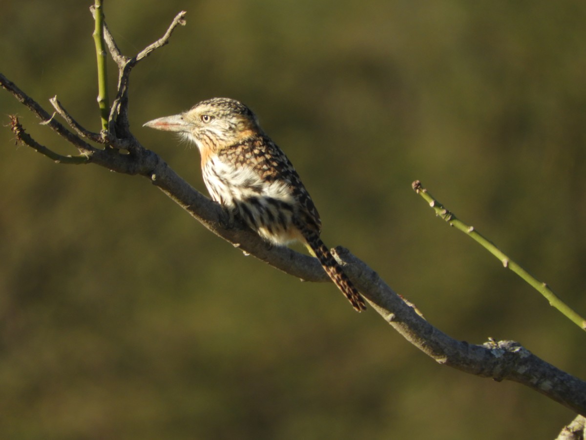 Spot-backed Puffbird - ML640666432