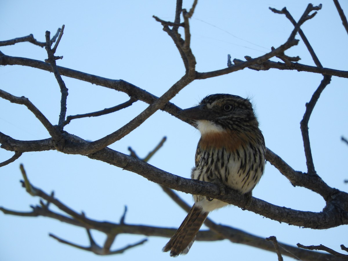 Spot-backed Puffbird - ML640666440