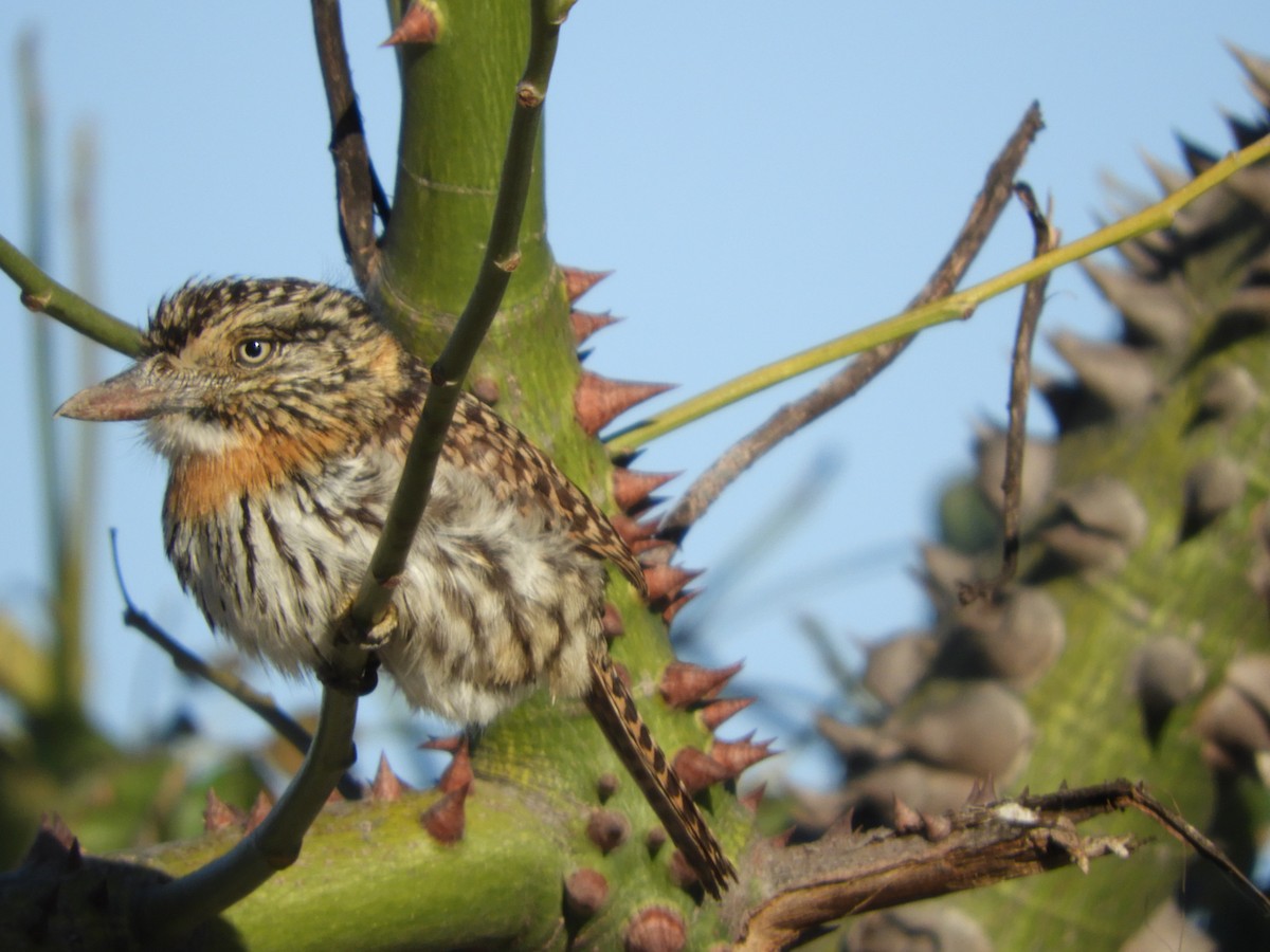 Spot-backed Puffbird - ML640666441