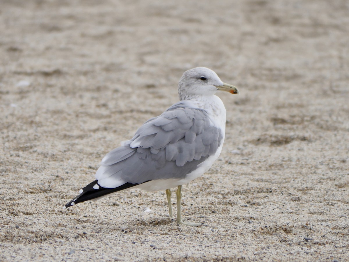 California Gull - ML640666446