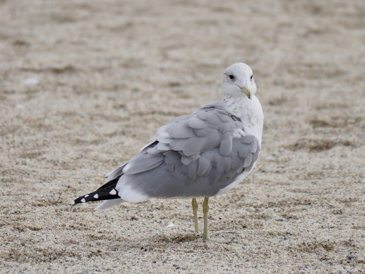 California Gull - ML640666450