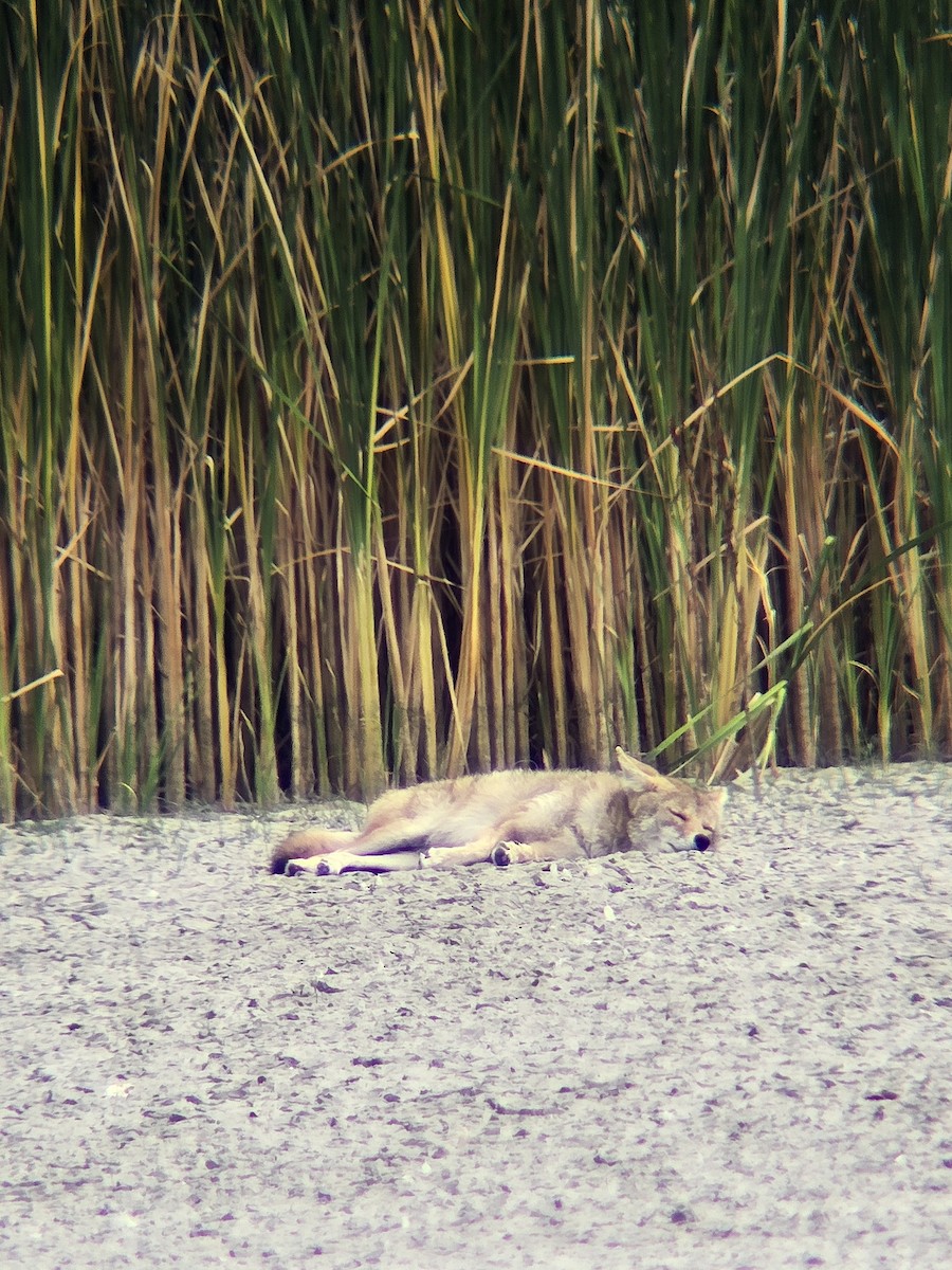 Coyote - ML640666455