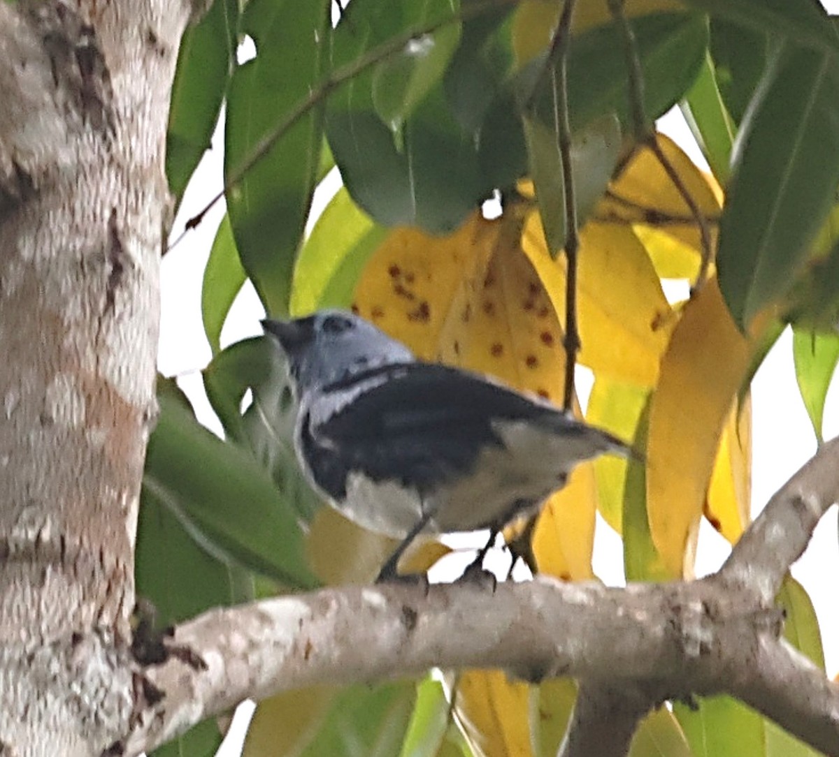 opalgumptanagar - ML640666457