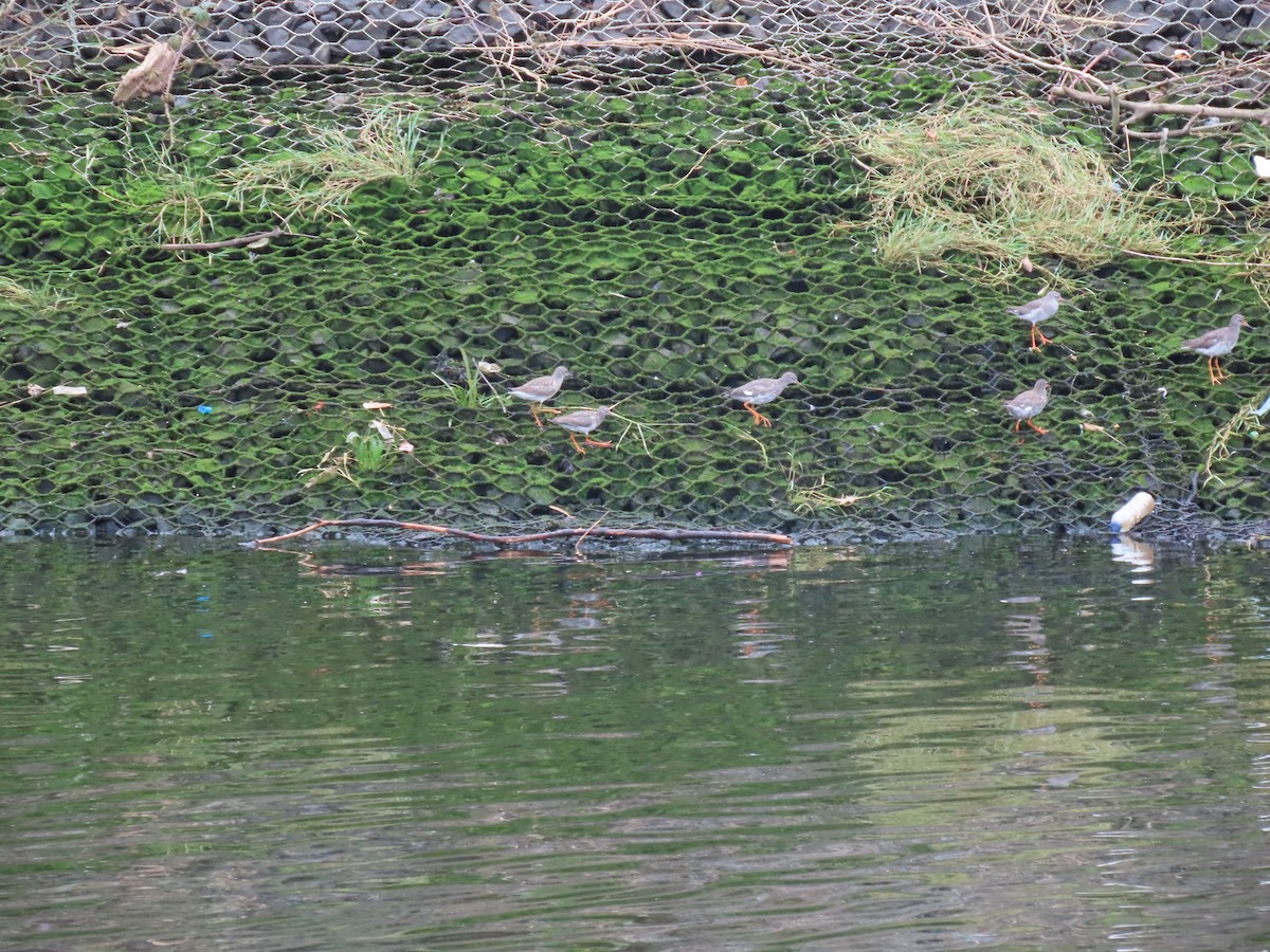 Common Redshank - ML640666519